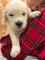 Strawberry, a female Golden Retriever for sale in Fort Collins, CO – Photo 3 of 5