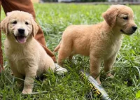 Berry, a female Golden Retriever for sale in Fort Collins, CO – 2 of 7