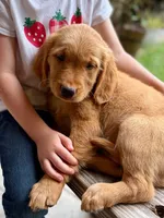 Clifford, a male Golden Retriever for sale in Fort Collins, CO – 4 of 4