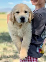 Pepsi, a male Golden Retriever for sale in Fort Collins, CO – 5 of 6
