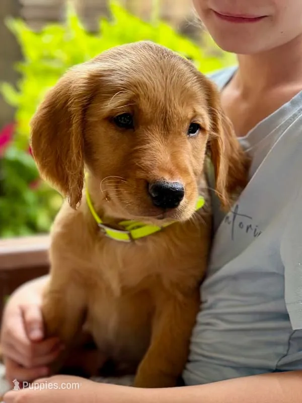 Clifford – Golden Retriever puppy for sale in Fort Collins, CO