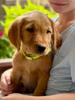 Clifford, a male Golden Retriever for sale in Fort Collins, CO – 3 of 4