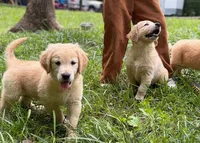 Berry, a female Golden Retriever for sale in Fort Collins, CO – 6 of 7