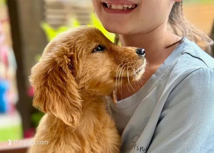 Birdie – Golden Retriever puppy for sale in Fort Collins, CO