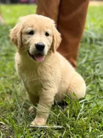 Josie, a female Golden Retriever for sale in Fort Collins, CO – 2 of 10