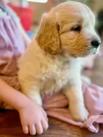 Peanut, a male Golden Retriever for sale in Fort Collins, CO – 7 of 7