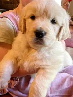 Peanut, a male Golden Retriever for sale in Fort Collins, CO – 4 of 7