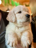 Peanut, a male Golden Retriever for sale in Fort Collins, CO – 5 of 7