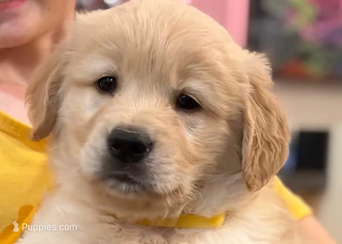 Peanut – Golden Retriever puppy for sale in Fort Collins, CO