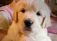 Peanut, a male Golden Retriever for sale in Fort Collins, CO – 1 of 7