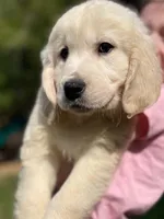 Honey, a female Golden Retriever for sale in Fort Collins, CO – Photo 5 of 7