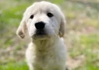 Honey, a female Golden Retriever for sale in Fort Collins, CO – Photo 1 of 7