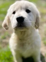 Honey, a female Golden Retriever for sale in Fort Collins, CO – Photo 6 of 7