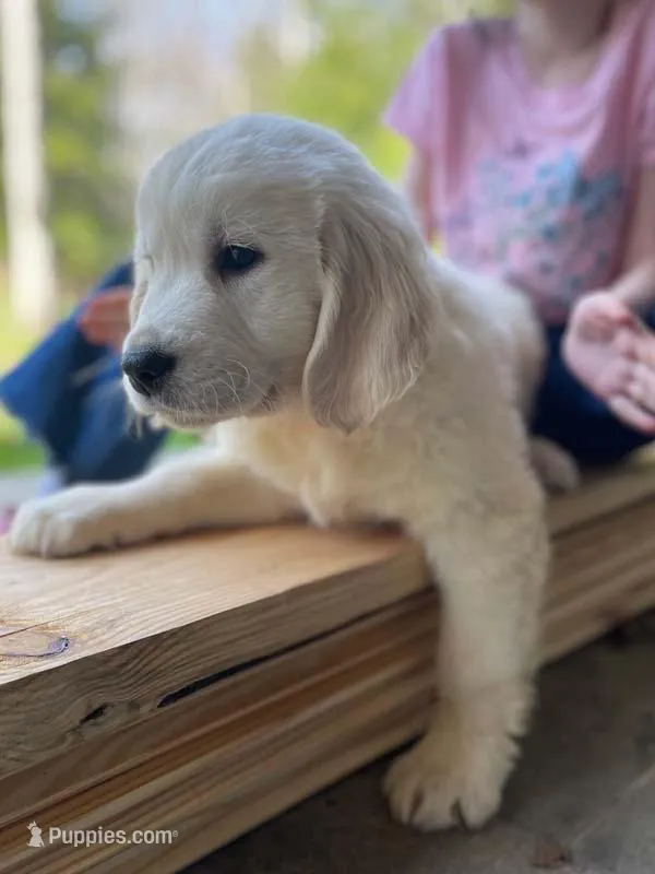 Honey – Golden Retriever puppy for sale in Fort Collins, CO