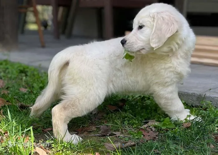 Honey – Golden Retriever puppy for sale in Fort Collins, CO