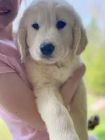 Honey, a female Golden Retriever for sale in Fort Collins, CO – Photo 2 of 7