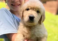 Lucky, a male Golden Retriever for sale in Fort Collins, CO – 8 of 8