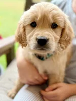 Fivel, a male Golden Retriever for sale in Fort Collins, CO – 2 of 4