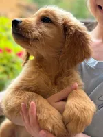 Birdie, a female Golden Retriever for sale in Fort Collins, CO – 3 of 6