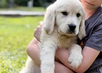 Lily, a female Golden Retriever for sale in Fort Collins, CO – 6 of 10