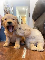 Valentine Puppy, a female Golden Retriever for sale in Fort Collins, CO – Photo 8 of 9
