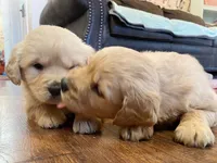 Valentine Puppy, a female Golden Retriever for sale in Fort Collins, CO – Photo 9 of 9
