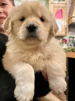 Valentine Puppy, a female Golden Retriever for sale in Fort Collins, CO – Photo 5 of 9