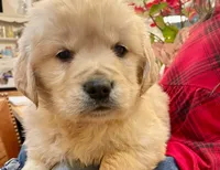 Valentine Puppy, a female Golden Retriever for sale in Fort Collins, CO – Photo 2 of 9