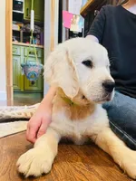 March 14th, a male Golden Retriever for sale in Fort Collins, CO – Photo 4 of 4