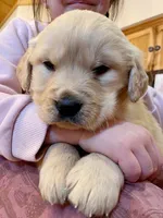Valentine Puppy, a female Golden Retriever for sale in Fort Collins, CO – Photo 3 of 9
