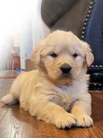 Valentine Puppy, a female Golden Retriever for sale in Fort Collins, CO – Photo 4 of 9