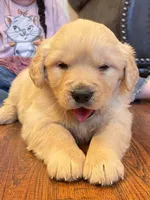 Valentine Puppy, a female Golden Retriever for sale in Fort Collins, CO – Photo 7 of 9