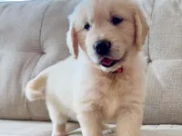 March 1st, a female Golden Retriever for sale in Fort Collins, CO – Photo 2 of 4