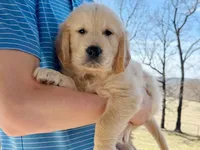 March 1st, a female Golden Retriever for sale in Fort Collins, CO – Photo 4 of 4