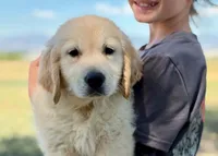 Pepsi, a male Golden Retriever for sale in Fort Collins, CO – 3 of 6