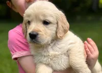 Layla, a female Golden Retriever for sale in Fort Collins, CO – 3 of 9