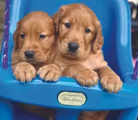 Betsie, a female Golden Retriever for sale in Fort Collins, CO – 4 of 4