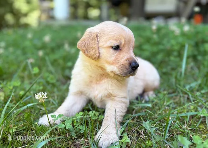 Charlie – Golden Retriever puppy for sale in Fort Collins, CO