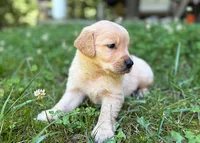 Charlie, a male Golden Retriever for sale in Fort Collins, CO – 1 of 5