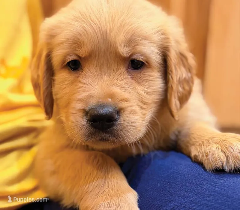 Benji – Golden Retriever puppy for sale in Fort Collins, CO