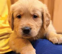 Benji, a male Golden Retriever for sale in Fort Collins, CO – 1 of 5