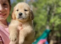 Flopsy, a female Golden Retriever for sale in Fort Collins, CO – Photo 6 of 7