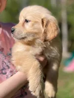 Flopsy, a female Golden Retriever for sale in Fort Collins, CO – Photo 2 of 7