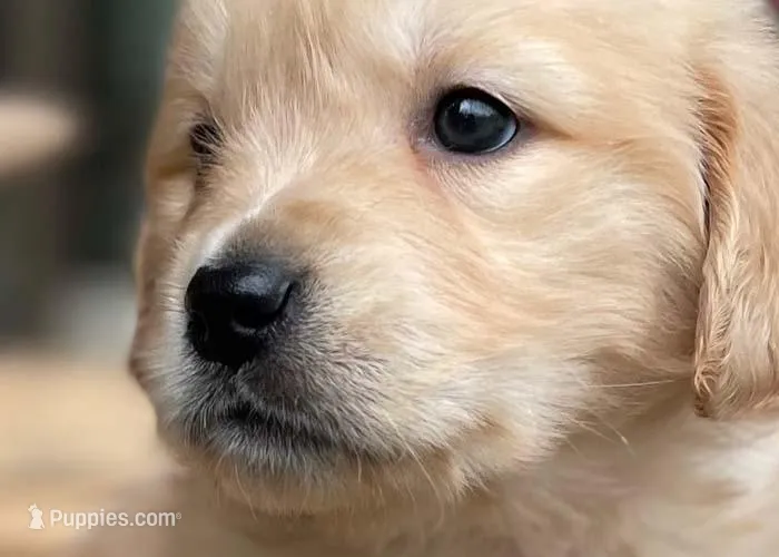 Flopsy – Golden Retriever puppy for sale in Fort Collins, CO