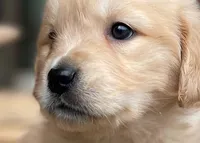 Flopsy, a female Golden Retriever for sale in Fort Collins, CO – Photo 1 of 7