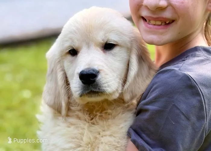 Lily – Golden Retriever puppy for sale in Fort Collins, CO