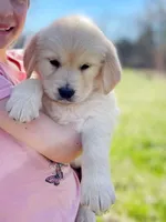 Peter, a male Golden Retriever for sale in Fort Collins, CO – Photo 6 of 10