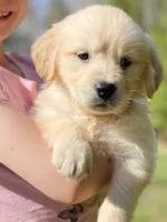 Peter, a male Golden Retriever for sale in Fort Collins, CO – Photo 2 of 10
