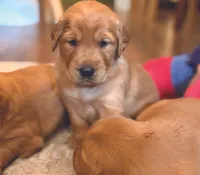 Betsie, a female Golden Retriever for sale in Fort Collins, CO – 3 of 4