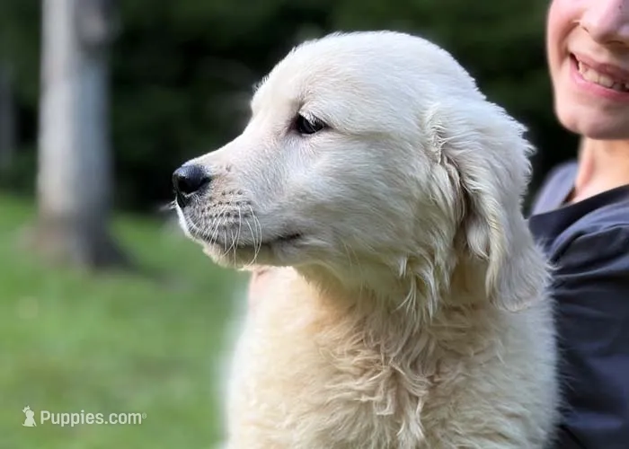 Layla – Golden Retriever puppy for sale in Fort Collins, CO
